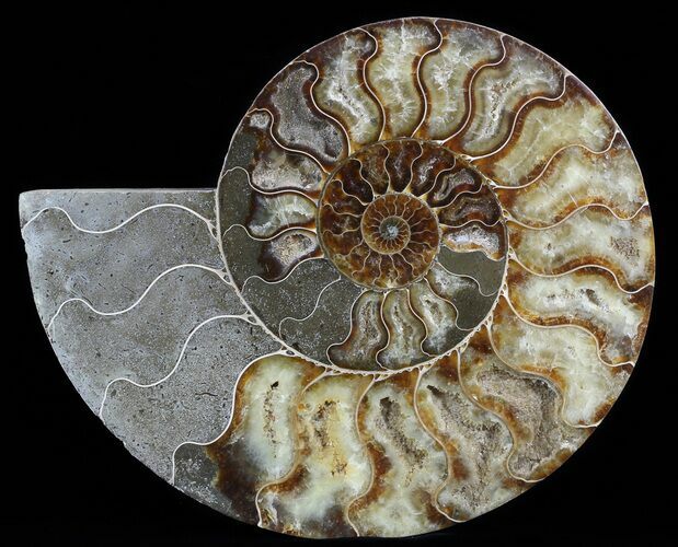 Cut Ammonite Fossil (Half) - Agate Preservation #51247